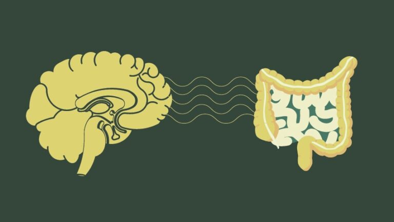 The gut brain connection