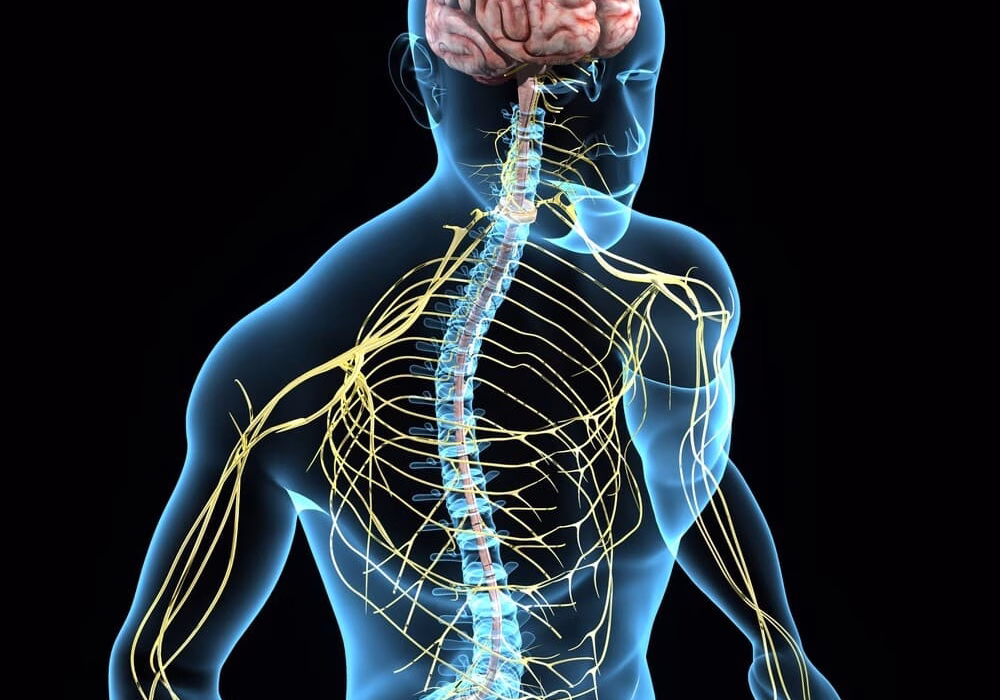 Nervous System